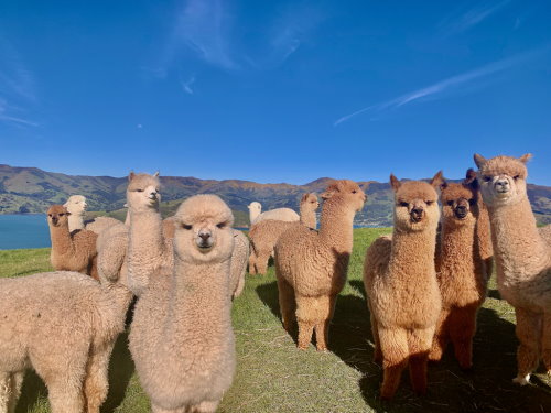 Meet Alpacas